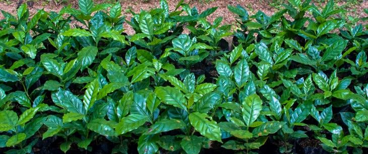 コーヒーの木 観葉植物 育て方