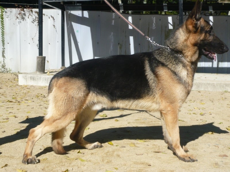 シェパード 警察 犬 訓練 所