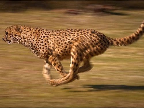 チーター より 速い 動物