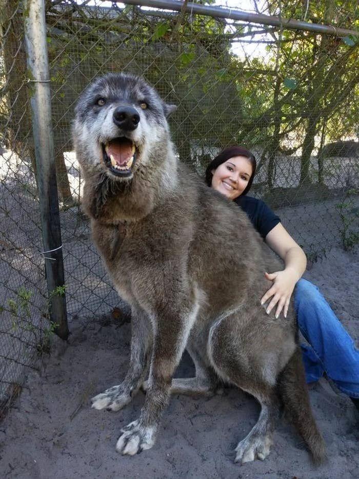 ペット 犬 大型犬