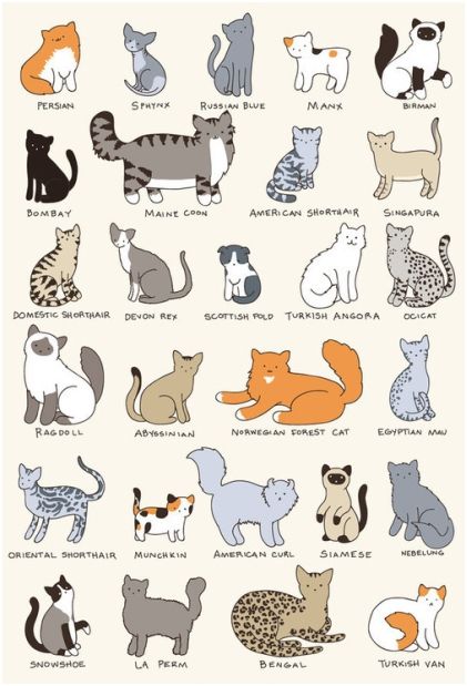 ペット 種類 ネコ