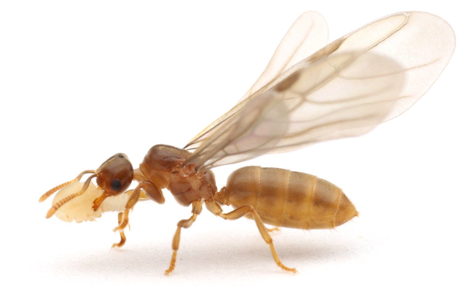 大きい蟻みたいな虫 飛ぶ