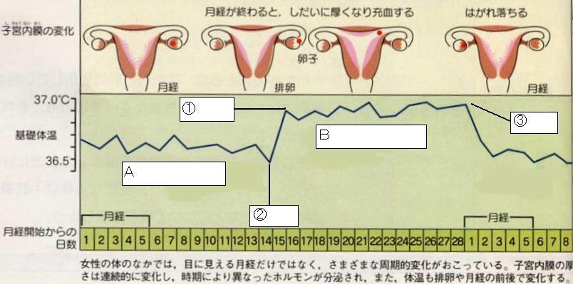女性 の 性 周期