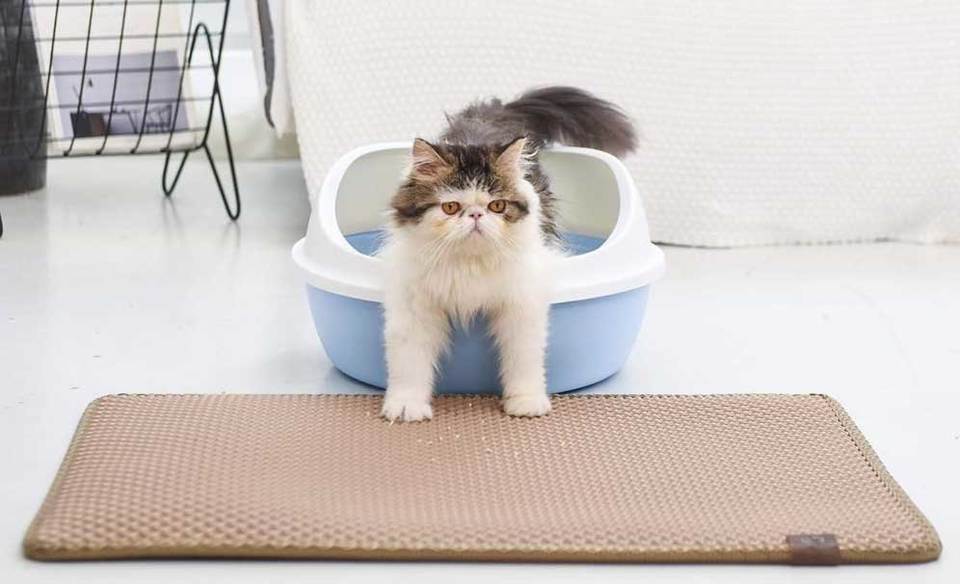 子猫 トイレ頻度