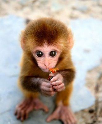 小さい猿 ペット
