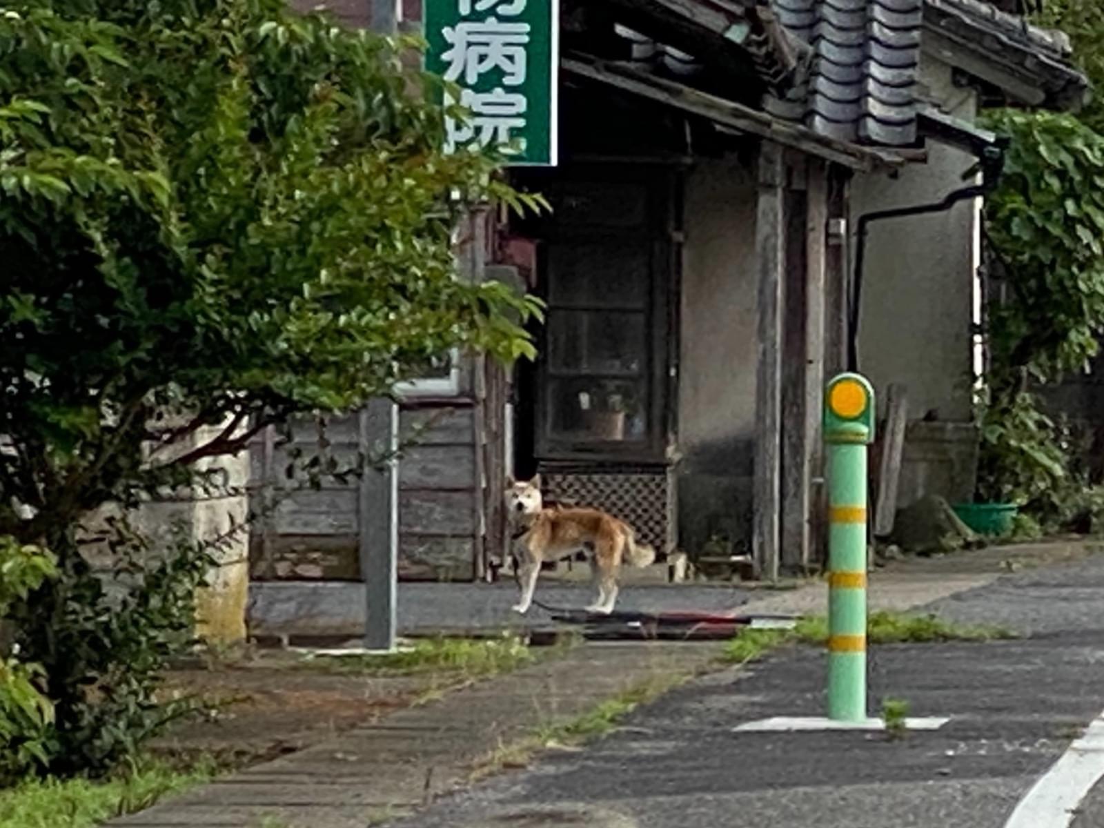 岡山 県 迷子 犬 情報