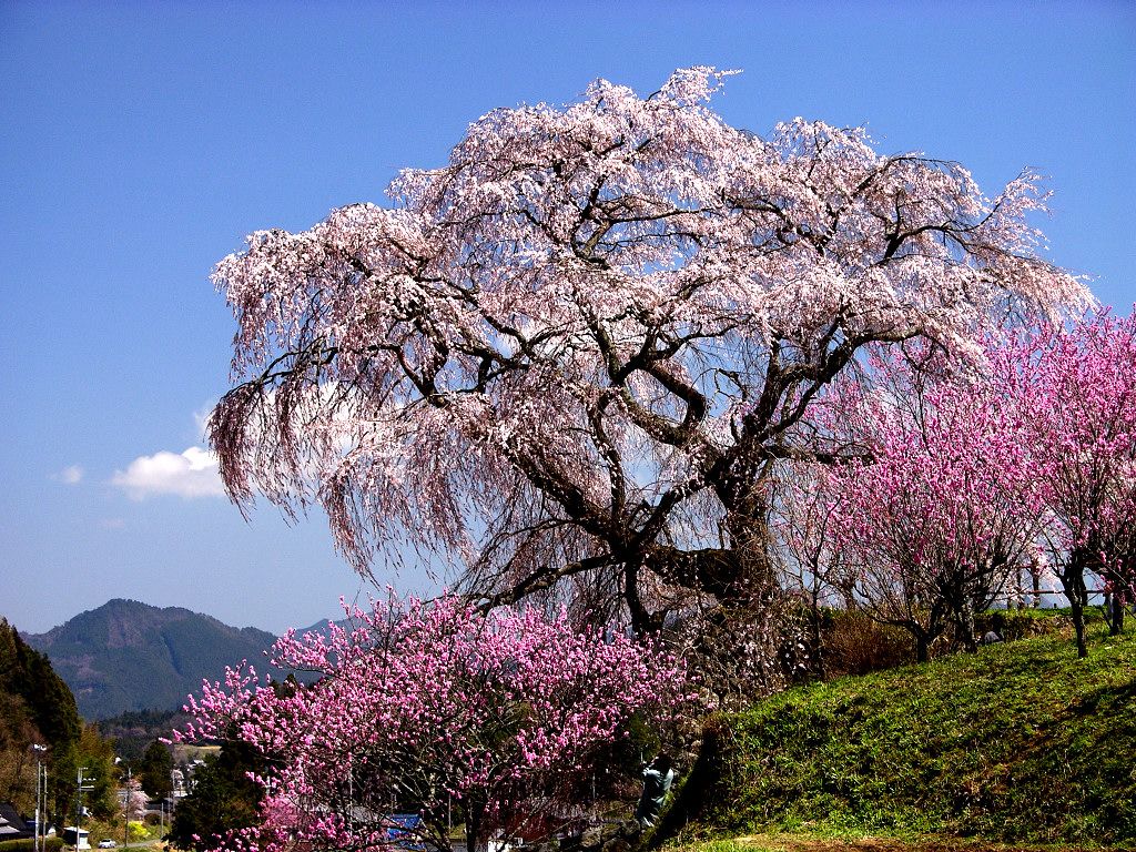 庭園 桜