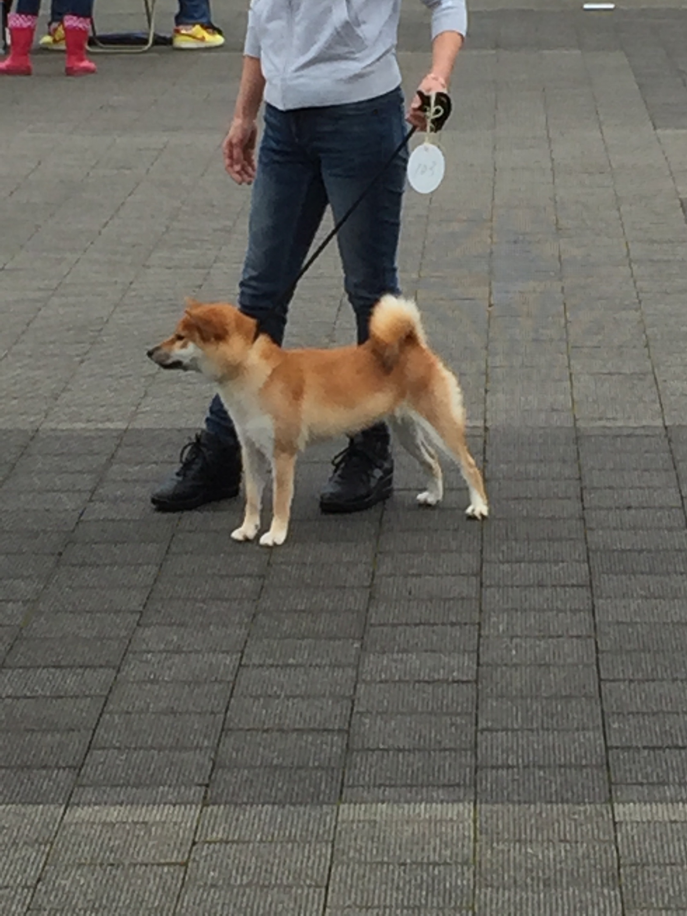 日本 犬 保存 会 子犬