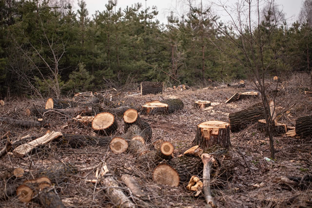 森林 破壊 影響 動物