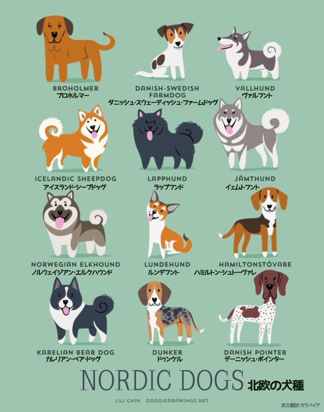 犬 種類 ペット