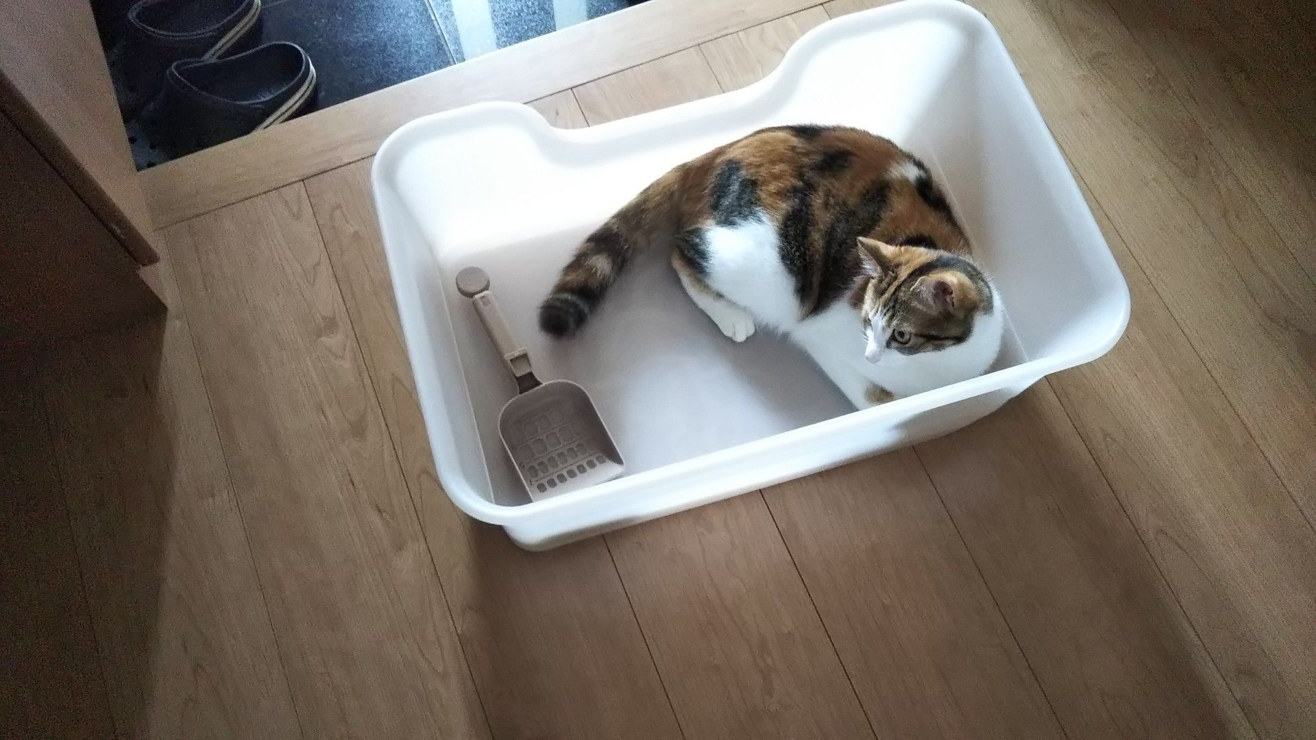 猫トイレ 砂 シート どっち