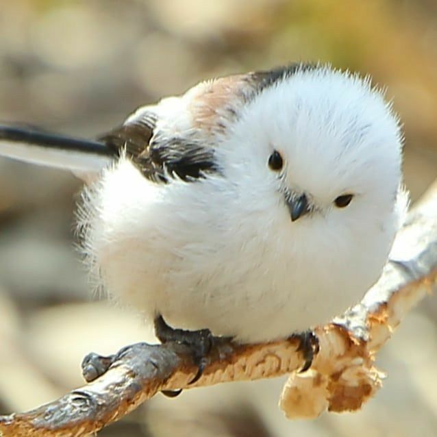 白い鳥 小さい ペット