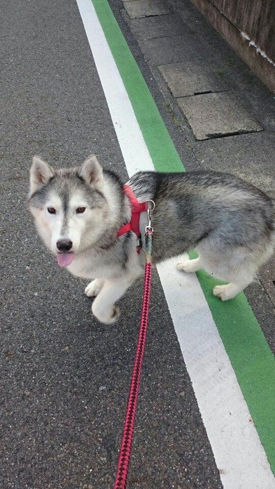 福島 県 迷子 犬
