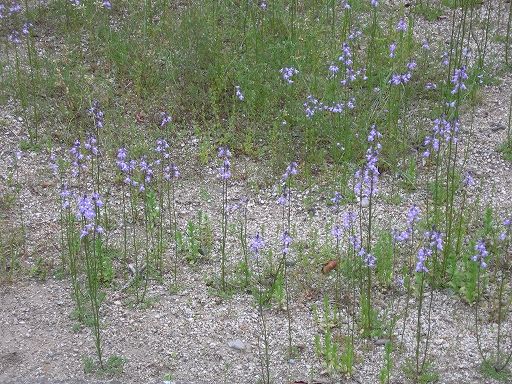 紫の花 雑草春
