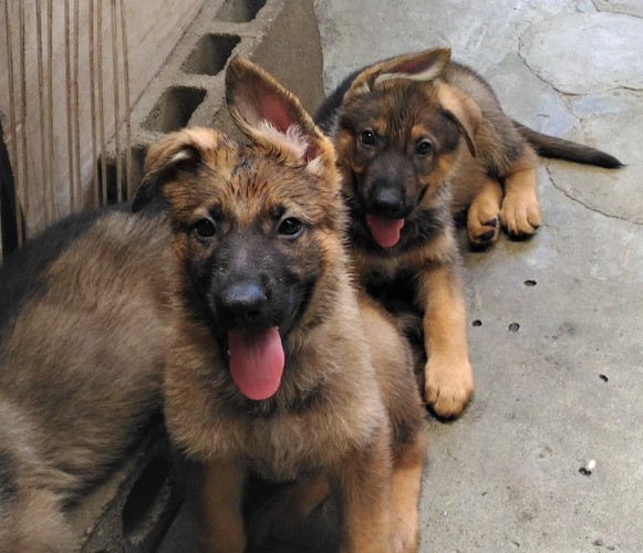 警察犬訓練所 シェパード 子犬 2021