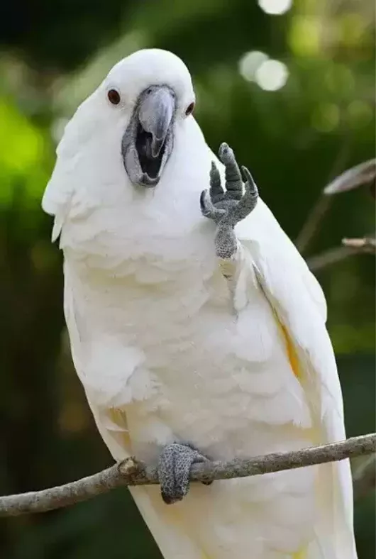 鳥 ペット キバタン