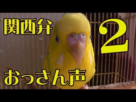 鳥 ペット 大阪